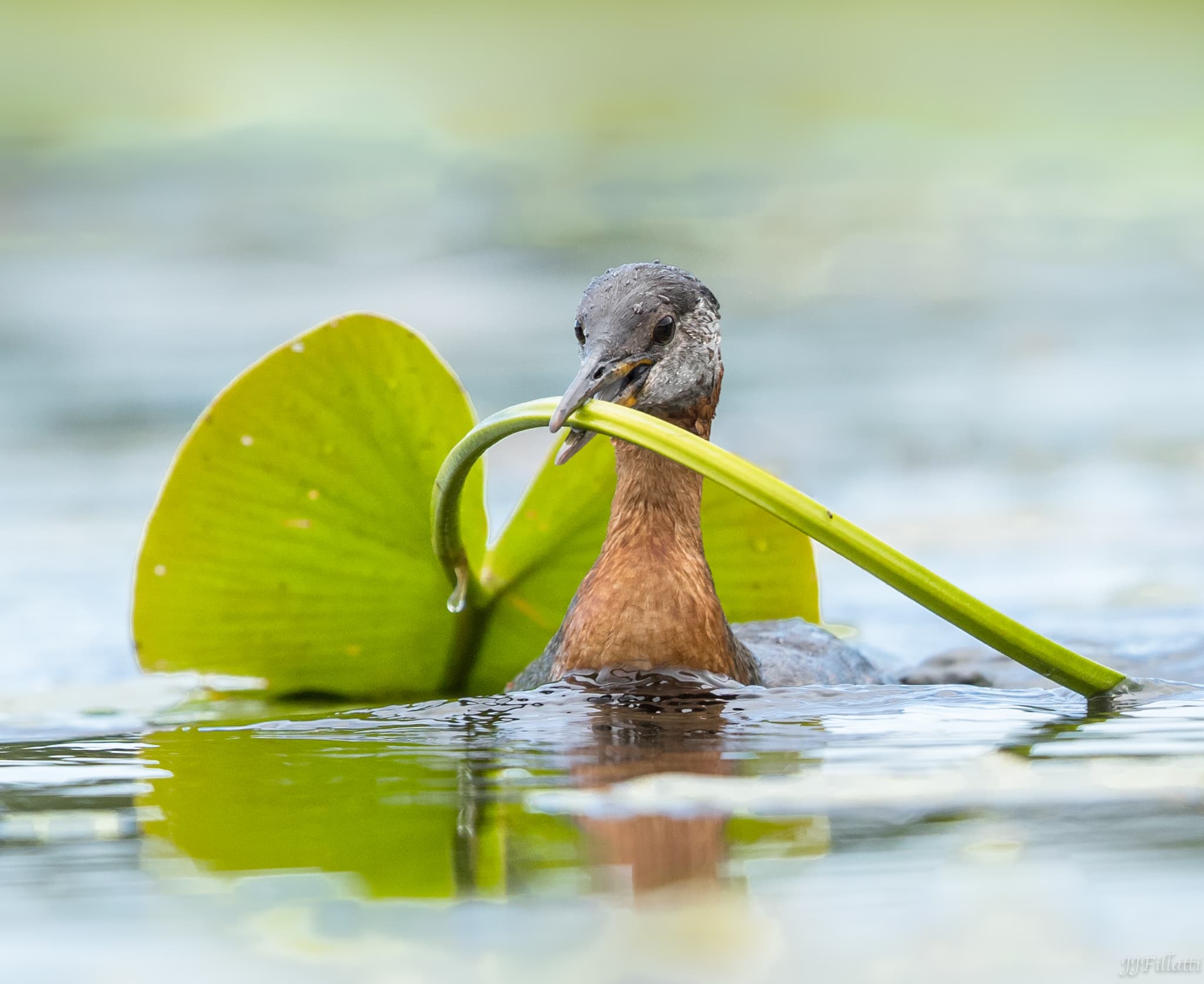 bird of british columbia image 21